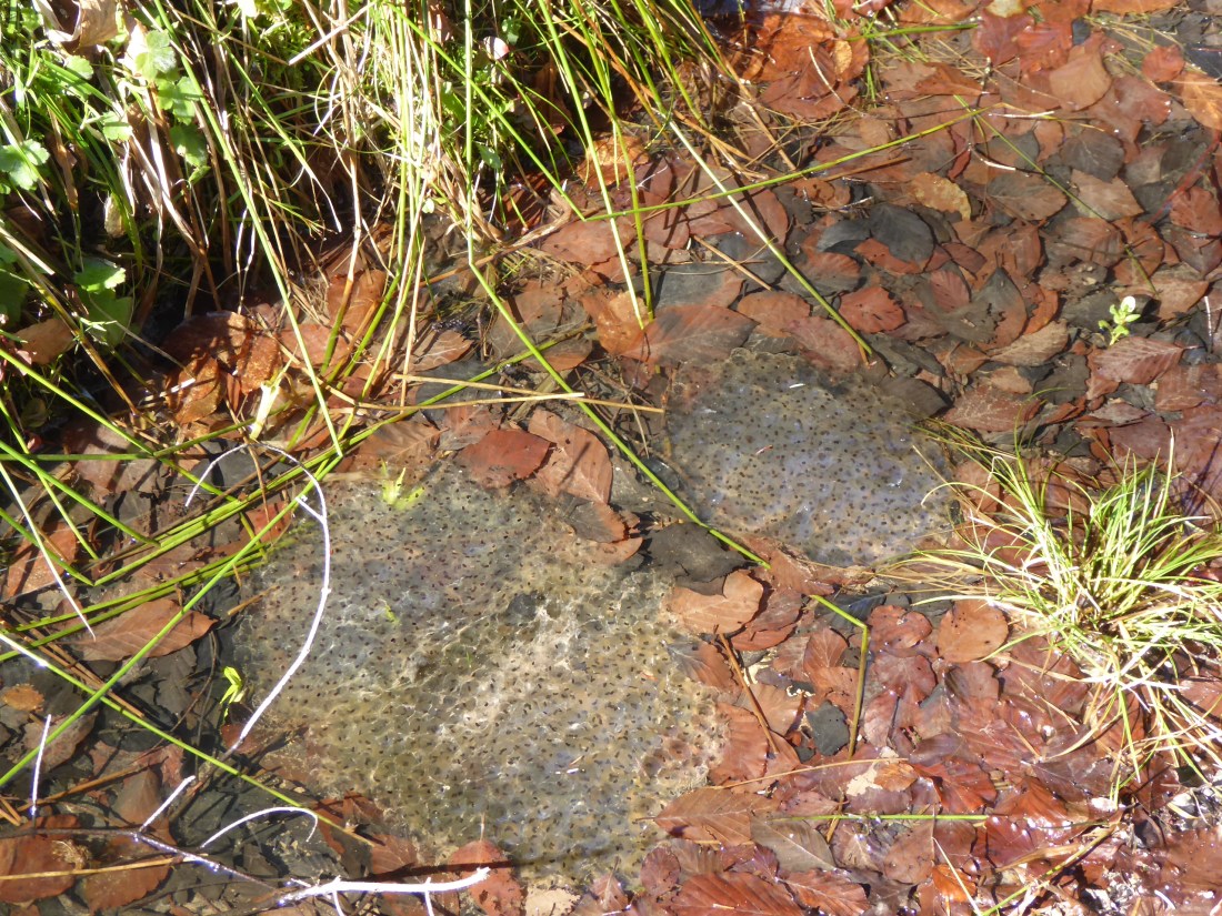 Austria, April, 2016 019