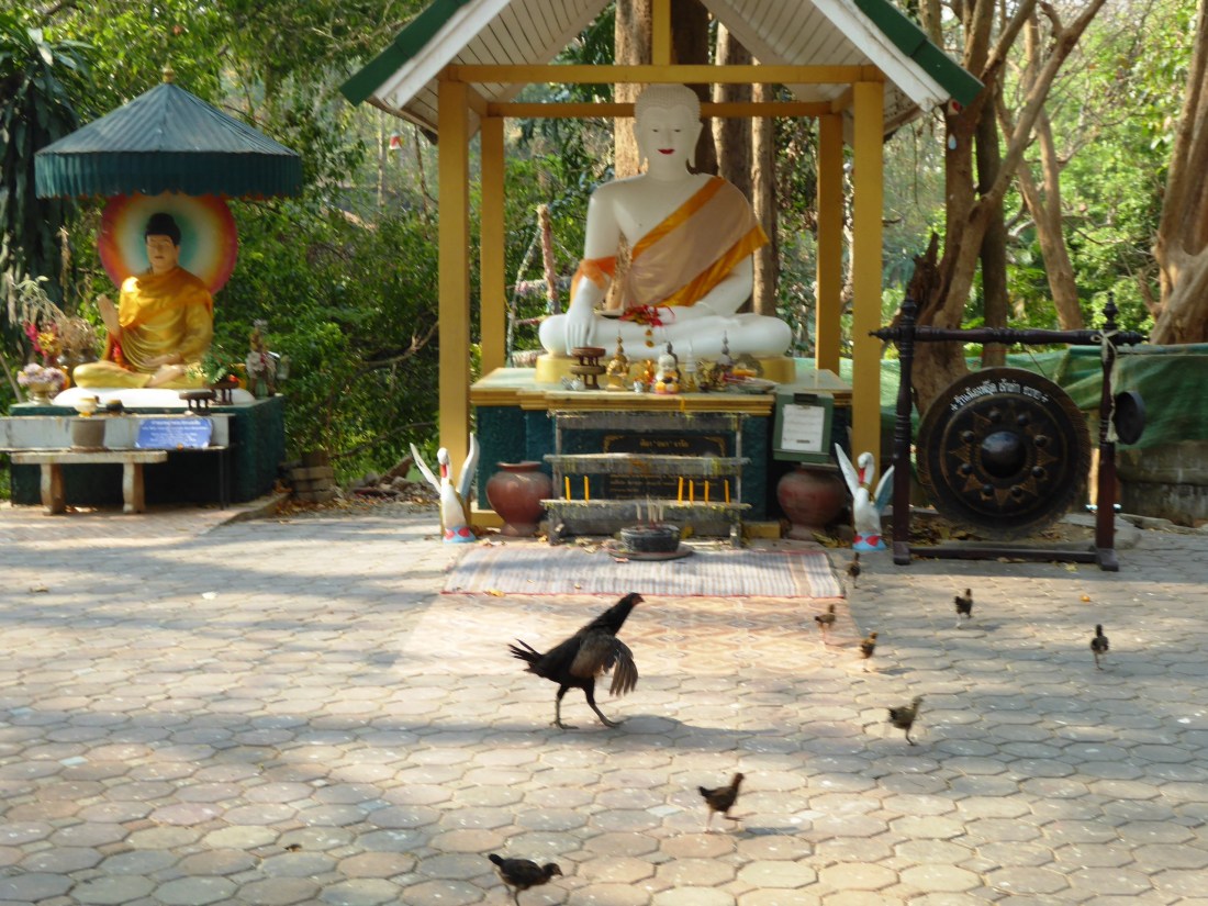 Chickens paying their respects ..