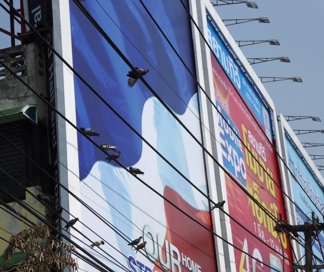 The ubiquitous pigeons